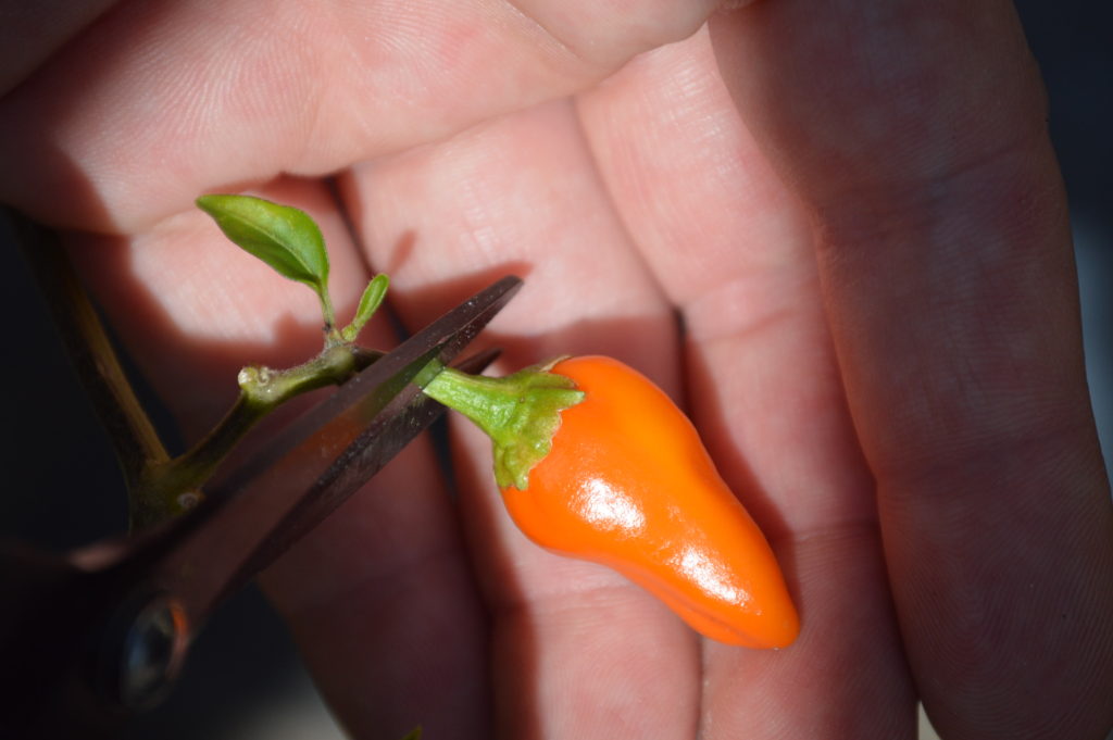 The Spicy Dehydrator Cookbook - Chili Pepper Madness