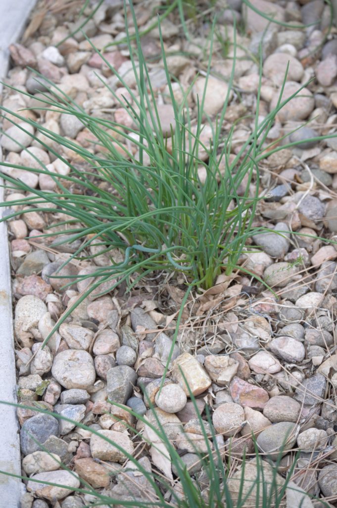 A chive plant