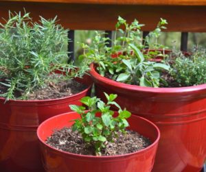 the potted perennial herb garden
