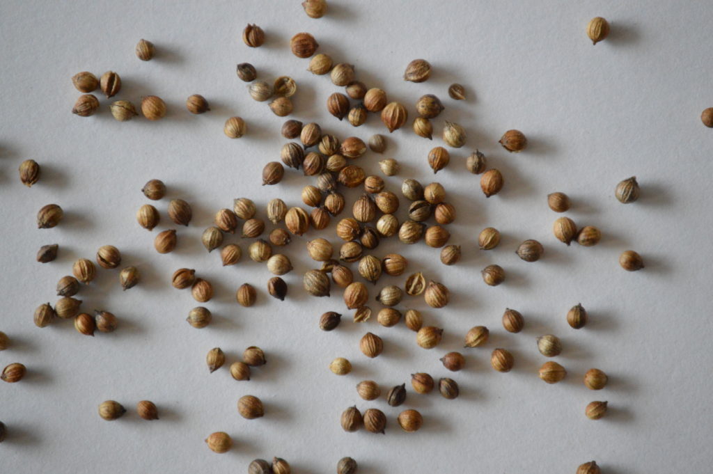 whole coriander seed spices